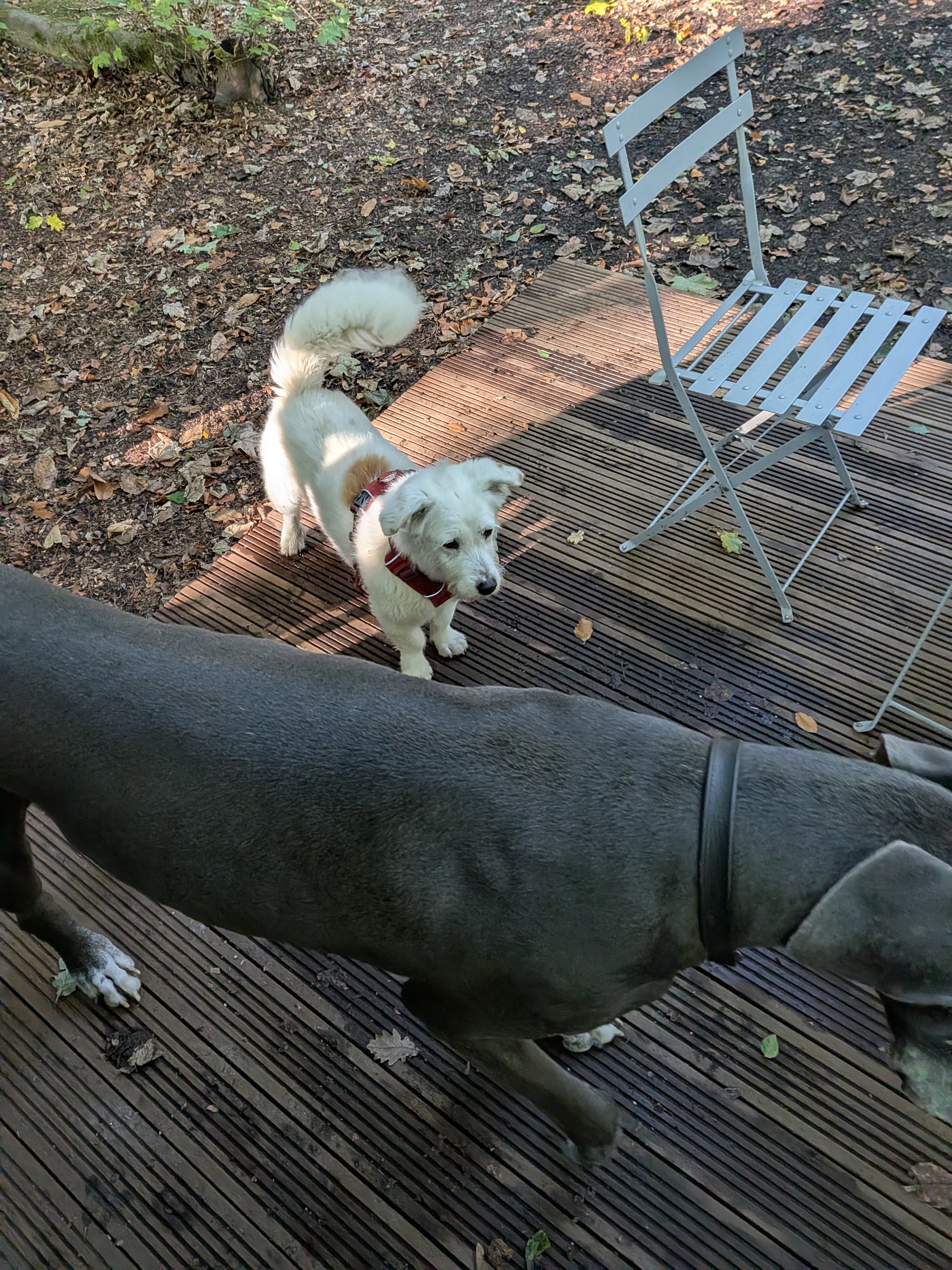 Buster with Great Dane friend